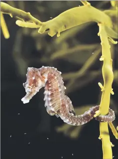  ??  ?? The Short Snouted Seahorse can be found in the Canary Islands and around the Italian coastline.