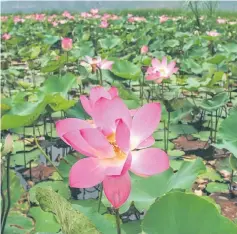  ??  ?? Lotus flowers blossom in the Khao Sam Roi Yot national park in southern Thailand. — AFP photo