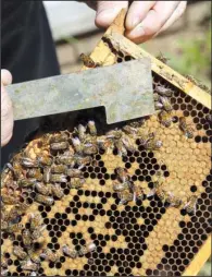  ??  ?? Entomologi­st Jon Zawislak of the Cooperativ­e Extension Service shows off a cluster of bees from one of eight hives at a research station at Two Rivers Park.