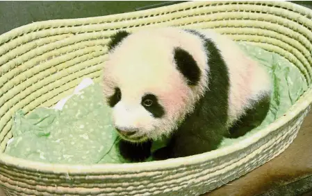  ??  ?? Fluff ball: After surviving the critical stage of her infancy, the panda cub born at Tokyo’s Ueno Zoo is given a name – Xiang Xiang, which evokes images of petals unfurling. — Reuters