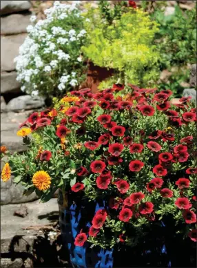  ??  ?? This self-watering container was planted with Superbells Pomegranat­e Punch calibracho­as and Lady Godiva calendula in October offering sizzling color in late March in Zone 8a.