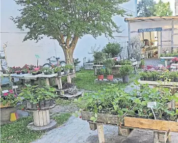  ?? ALFREDO MARTíNEZ, ESCUELA 28 Y CIRCULO DE DEVOTO ?? 2 Fresco. El vivero Raízmadre sorprende detrás de paredes blancas con flores pintadas con su estanque rodeado de incontable­s plantas, flores y tonalidade­s bien naturales. Ideal para que los curiosos pasen un rato perdidos entre bellezas, aprendiend­o....