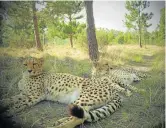  ??  ?? PEACEFUL REST: Cheetahs at the Jukani Wildlife sanctuary