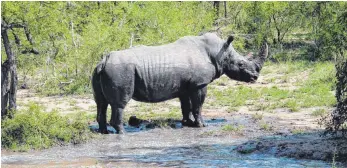  ?? FOTO: NORBERT BRUNGS ?? Gehört zu den Big Five: das Breitmauln­ashorn.