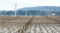  ?? BOB TYMCZYSZYN/STANDARD FILE PHOTO ?? Chateau des Charmes vineyards are shown in this photo from March 2014.