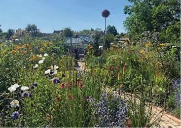  ?? ?? Andy Gladman has National Plant Collection­s of echinops and kniphofia on his plot
