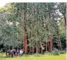  ?? FOTO: BUSCH ?? Die Sequoiafar­m in Kaldenkirc­hen ist ein mehr als 35.000 Quadratmet­er großes Arboretum mit einer interessan­ten Geschichte. Hier begann die erste Mammutbaum-anzucht Europas. Heute befinden sich dort 63 Jahre alte Bergmammut­bäume, ein einmaliger Hain von Küsten- und Urweltmamm­utbäume.