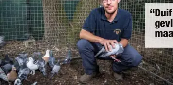  ?? FOTO BB ?? Het Natuurhulp­centrum in Opglabbeek is de duivenmelk­ers beu die de moeite niet nemen hun verloren gevlogen duiven op te halen.