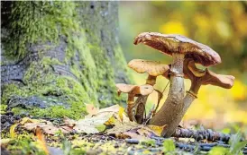  ?? /123RF/linux87 ?? Legal use: ‘Magic mushrooms’ have been legalised in several US cities.