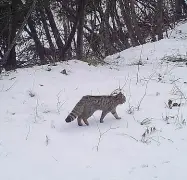  ??  ?? Avvistato L’esemplare fotografat­o sul monte Bondone