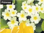  ??  ?? Primrose