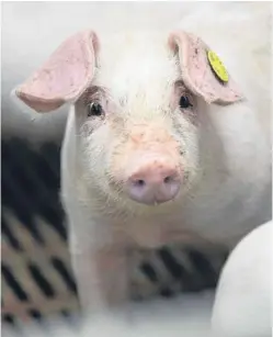  ??  ?? The next UK Government must recognise the industry’s “world-leading standards”, said the National Pig Associatio­n.