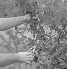  ?? DREAMSTIME/TNS ?? Fire blight is a bacterial pathogen that spreads easily during blooming season and has the potential to kill not just individual apple trees but entire orchards. Here, a branch infected with the blight is removed.