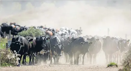  ?? Photo: FAIRFAX NZ ?? It’s an ill wind that brings no-one good: Cows stir up dust on their way to the milking shed. The widespread drought is credited with stimulatin­g a surge in dairy prices – but just like the weather, it is thought unlikley to last.