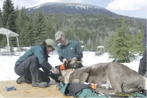  ?? REVELSTOKE CARIBOU REARING IN THE WILD SOCIETY ?? Parks Canada staff apply a satellite linked radio collar to a caribou to track it after release.