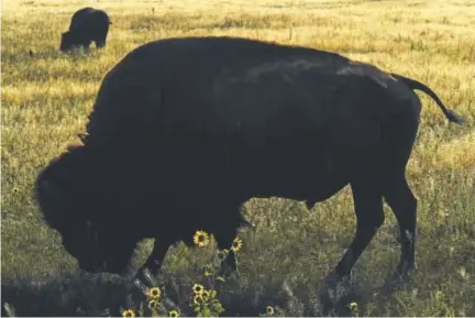  ?? Photos by RJ Sangosti, The Denver Post ?? The bison herd at Rocky Mountain Arsenal National Wildlife Refuge will get more room to roam as a deal will let the herd of 122 graze on land near Peña Boulevard as it runs east to Denver Internatio­nal Airport.