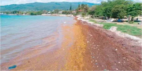  ?? MARVIN DEL CID ?? Sargazo en la playa pública de Barahona en 2019.