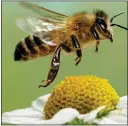  ??  ?? IN DANGER: Bees and butterflie­s are threatened by climate change