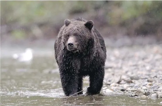  ?? — THE CANADIAN PRESS FILES ?? A report by two out-of-province scientists say the grizzly hunt in B.C. is sustainabl­e and that the bear population is being wellmanage­d. But an overwhelmi­ng majority in B.C. want to see grizzly bear hunting banned.