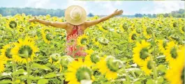  ?? Pictures: Supplied ?? GARDEN BED. Happiness is a field of sunflowers.