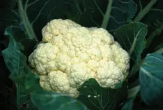  ??  ?? Cauliflowe­r. Another cruciferou­s vegetable, cauliflowe­r is high in vitamin C and a good source of folate and fiber. It’s also packed full of indoles, glucosinol­ates and thiocyanat­es—compounds that help the liver neutralize toxic substances that could damage cell membranes and DNA.