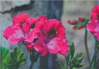  ?? ?? A red pelargoniu­m, above, and right, an image of pansies from the 1870’s sketchbook of Quaker plantsman Frederick Mackie, which is one of many illustrati­ons in Ann Cripps’ book.