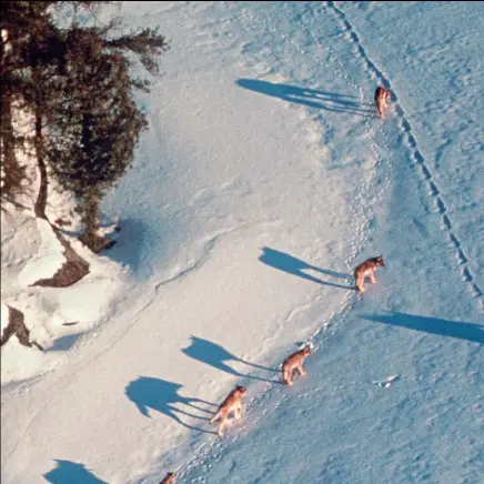  ??  ?? A wolf pack has a definite social structure and rules of conduct. The alpha male pulls ahead of the pack and determines the
direction of the march.