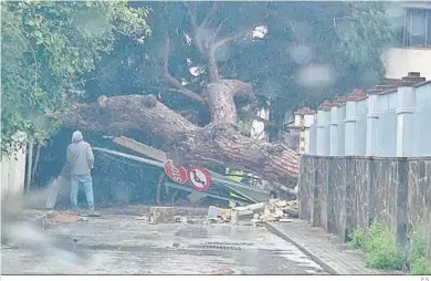  ?? E.S.. ?? Un árbol caído en la colonia San Miguel.