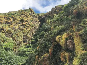  ?? PHOTOS: MAURA JUDKIS/THE WASHINGTON POST ?? Vegetation changes significan­tly approachin­g the summit of La Grande Soufriere volcano, the highest point on Basse-Terre island in Guadeloupe.