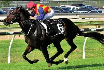  ?? PHOTO: NOEL PASCOE/RACING QUEENSLAND ?? GUINEAS FAVOURITE: New South Wales gelding Pierata has been passed fit to start in today’s Magic Millions Guineas at the Gold Coast.