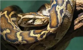  ?? Photograph: Christophe­r Bellette/Alamy ?? A Burmese python. Authoritie­s in Maryland called on experts from other states to help identify all the snakes held by a man in Pomfret.