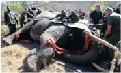  ?? Picture: DUMISANI SIBEKO ?? SACRIFICE: Rangers are subject to increasing risks of confrontin­g life-threatenin­g encounters.