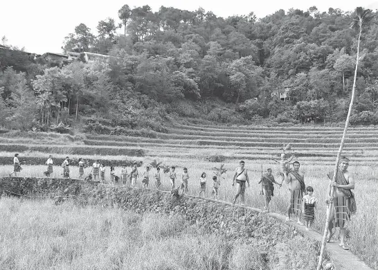  ?? Photo by Redjie Melvic Cawis/file ?? TRIBAL PROCESSION. Ifugao elders with members of the community particular­ly from the barangays of Hapao, Baang and Nunggulung­an carrying the "kina'ag," a human figured made of rice stalks, and a sacred plant called "dongla" walks along the rice paddies towards the Hapao River where the water tugging and other water games will be held to highlight the punnuk ritual which marks the completion of the rice harvest and the beginning of a new agricultur­al cycle.