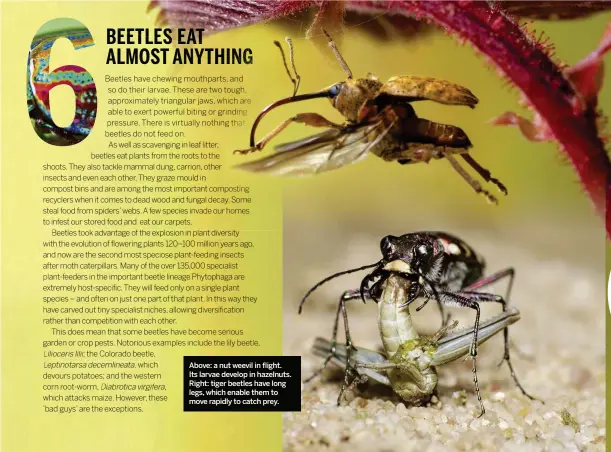  ??  ?? Above: a nut weevil in flight. Its larvae develop in hazelnuts. Right: tiger beetles have long legs, which enable them to move rapidly to catch prey.