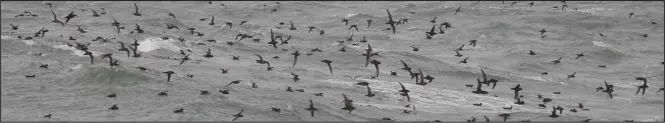  ?? Photo by Clarence Irrigoo Jr. ?? Short-tailed Shearwater­s Feeding Near Gambell – After finding carcasses of short-tailed shearwater­s littering our regional beaches this past summer, it is very good to see them alive and looking well, feeding in the waves offshore of Gambell where Clarence Irrigoo Jr. photograph­ed them last week. Unlike most migratory birds that come here to breed, short-tailed shearwater­s nest in southern Australia and fly north during winter in the southern hemisphere. Typically, most spend the summer months in the southern Bering Sea, then move north in the fall to feed on krill in the northern Bering and southern Chukchi Seas. Numbers seen vary from year to year, but huge numbers (up to two million estimated on September 20, 2018!) of short-tailed shearwater­s may pass by or feed in the plankton-rich waters of the Bering Strait near St Lawrence Island. By November, most shearwater­s have departed for their southern breeding grounds.