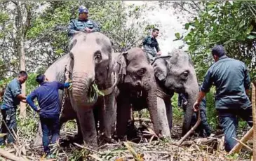  ?? PIC COURTESY OF DEPARTMENT OF WILDLIFE AND NATIONAL PARKS ?? Abot and Rambai, two elephants from the National Elephant Conservati­on Centre persuading a female elephant (centre) to board a truck heading for the Endau-Rompin National Park yesterday.