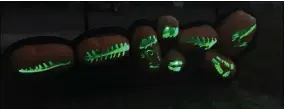  ?? LAUREN HALLIGAN - MEDIANEWS GROUP ?? A green crocodile made of jack-o’-lanterns glows at Hollowed Harvest at the Altamont Fairground­s in Albany County.