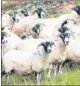  ??  ?? AUCTION: Blackface ewes peaked at £720.