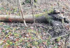  ?? FOTOS: JÖRG TARNE/BAYSF ?? Die faulen Wurzeln dieser Esche bringen sie im Winter zu Fall. Der Baum ist vom Eschentrie­bsterben betroffen.