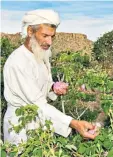  ?? ?? iA rose-petal picker in Al Jabal Al Akhdar