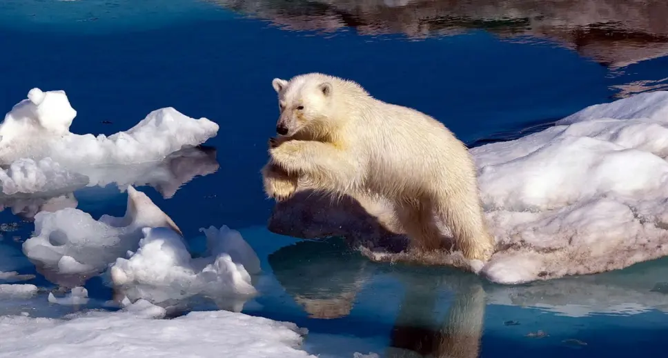  ??  ?? DISAPPEARI­NG FAST: People tend to think of an ice-free Arctic in summer in terms of it merely being a symbol of global change, but apart from the loss of habitat for animals like this polar bear, sea-level rises all over the world will also accelerate