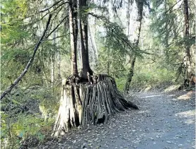  ?? DREW MONKMAN/ SPECIAL TO THE EXAMINER ?? Western hemlock growing out of an ancient cedar stump at Tynehead Park in B.C.