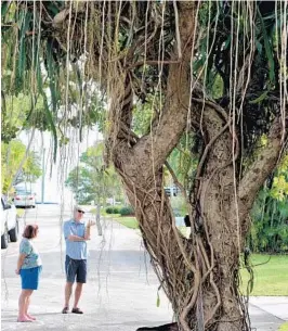  ?? TAIMY ALVAREZ/STAFF PHOTOGRAPH­ER ?? Coconut Road residents want to protect a tree at the end of their street from possibly being cut down to extend the road into a new developmen­t planned for the property.