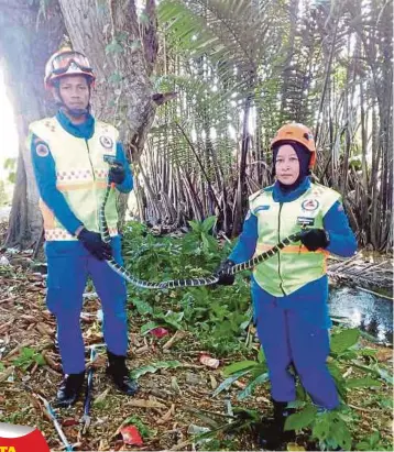  ??  ?? ANGGOTA APM menangkap seekor ular cincin kuning yang kerap dilihat di kawasan SK Berungis, Tuaran.