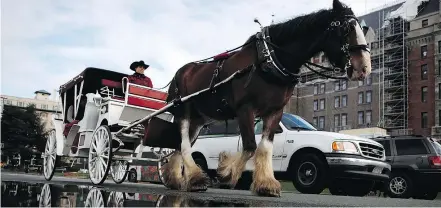  ??  ?? Victoria’s city council has introduced new rules covering horse-drawn carriages in the downtown but has not banned the practice despite one councillor’s suggestion it may be time to do so. — THE CANADIAN PRESS