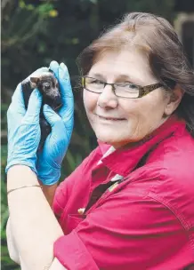  ??  ?? Director Trish Wimberley from the Australian Bat Clinic with one of the spectacle flying foxes in the group’s care.