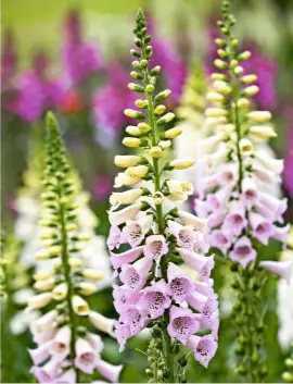  ??  ?? Foxgloves, like this Digitalis purpurea ‘Camelot Lavender’ are ideal for adding an attractive vertical accent to a border.