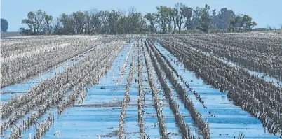  ?? TELAM ?? Inundado. Un lote agrícola totalmente desbordado por las fuertes precipitac­iones en General Villegas.