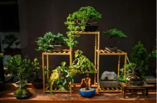  ?? ?? Bonsai specimens in the Peters Township backyard of Ian Evans in July 2021.