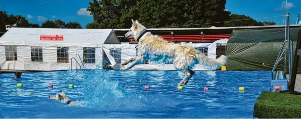  ?? Fotos: Bernd Hohlen ?? Nicht nur beim Weitsprung in den Pool hatten die Hunde ihren Spaß.